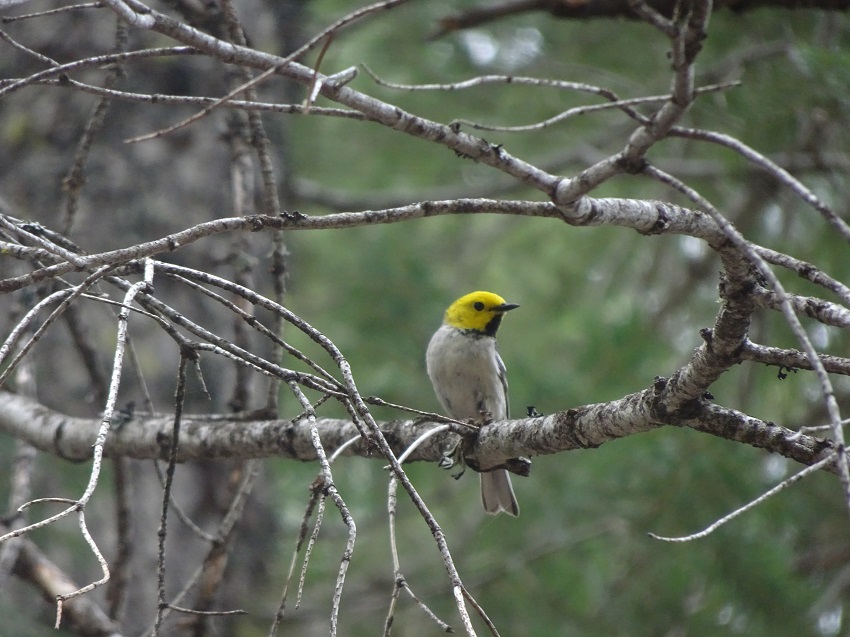 Hermit warbler birdsong